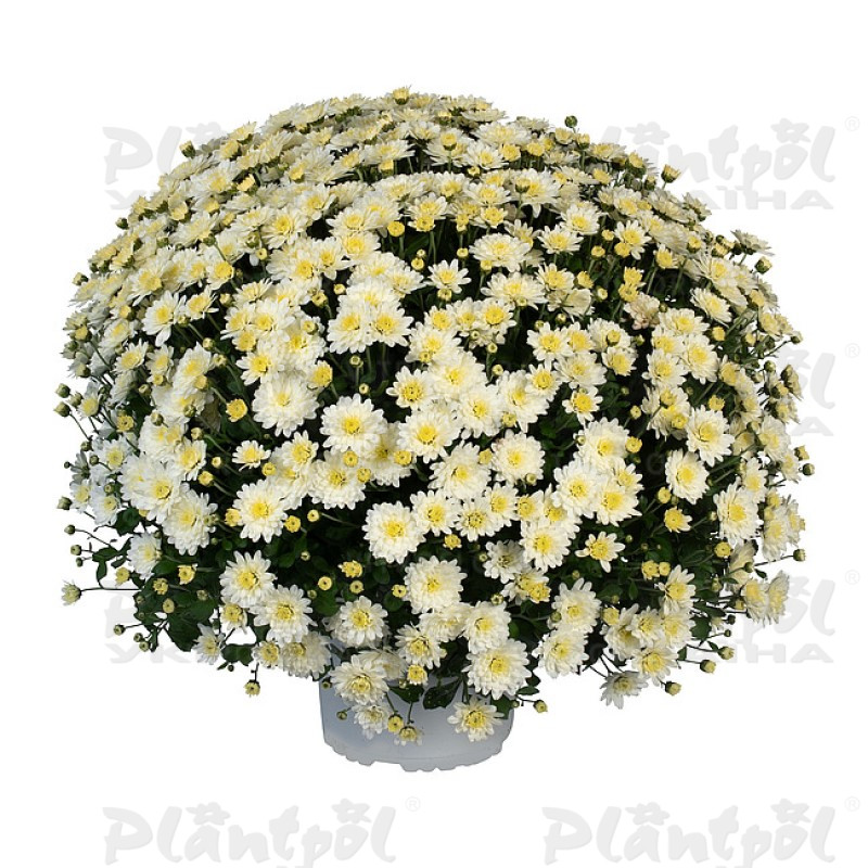 Хризантема дрібноквіткова горшкова Ace White (Vitroflora)