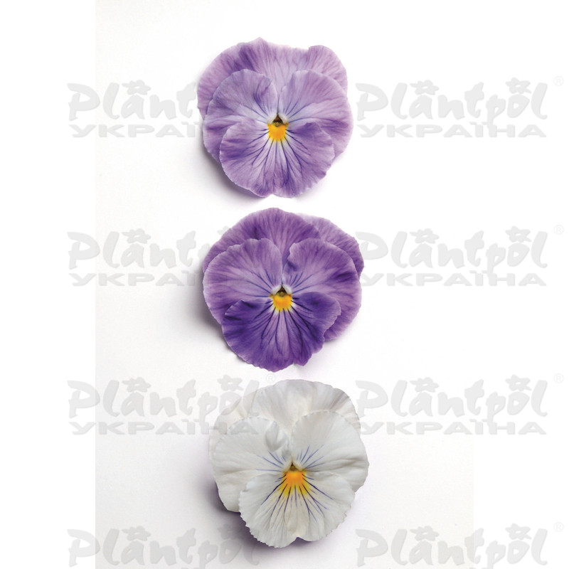 Віола wittrockiana Matrix™ F1 Lavender Shades