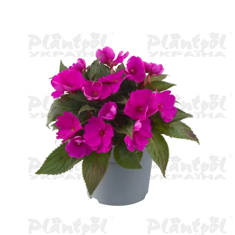 Імпатієнс Sunpatiens Compact Purple