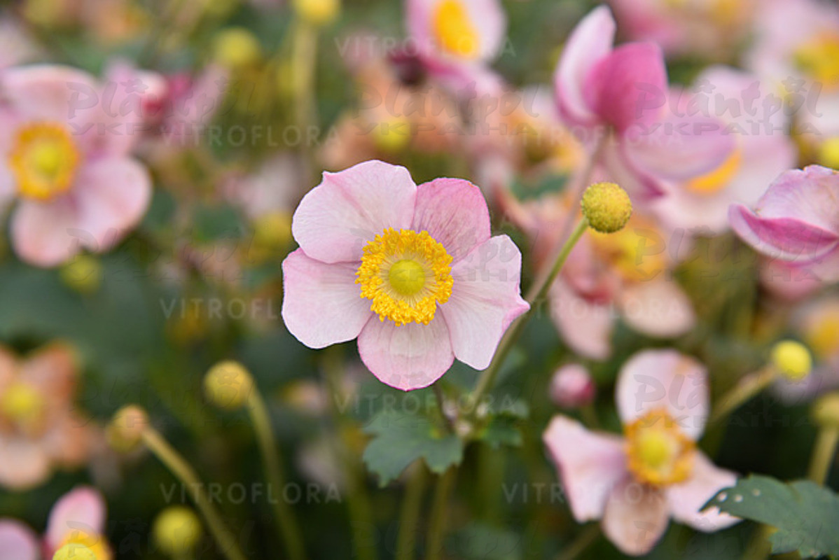 Анемонa Summer Breeze Baby Pink (Vitroflora)