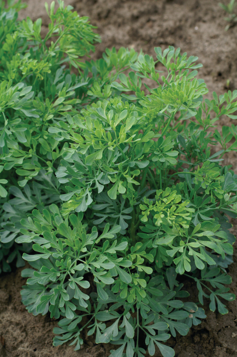 Pyта graveolens
