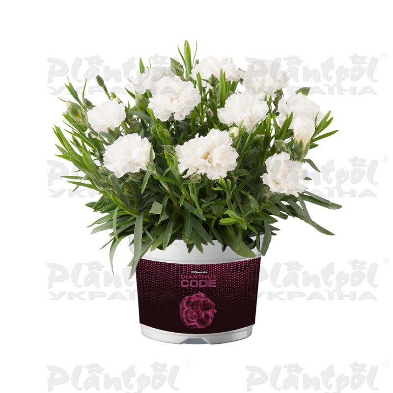Гвоздика Code White Summer (180 палета/Florensis)