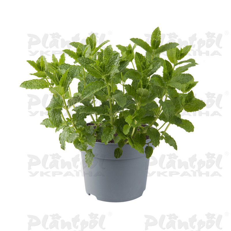 М'ята spicata Moroccan