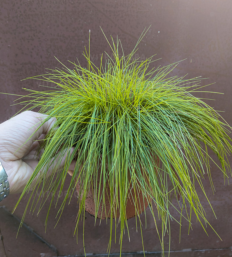 Дешампсія caespitosa Tatra Gold (Vitroflora)