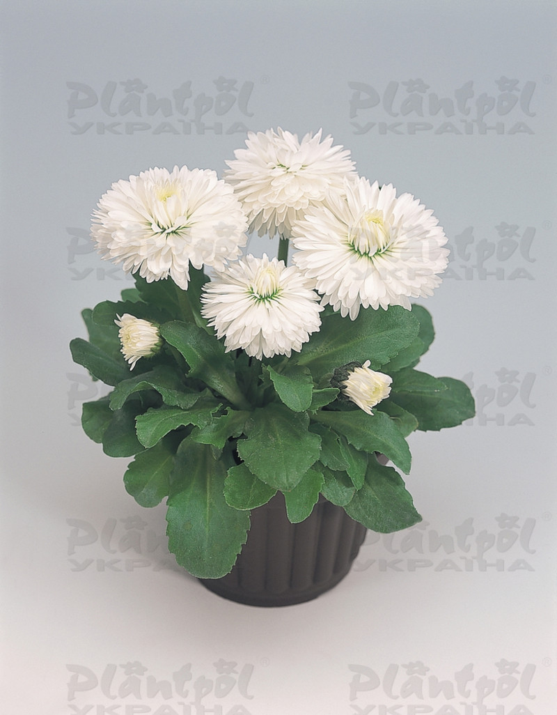 Стокротки bellis perennis Roggli White