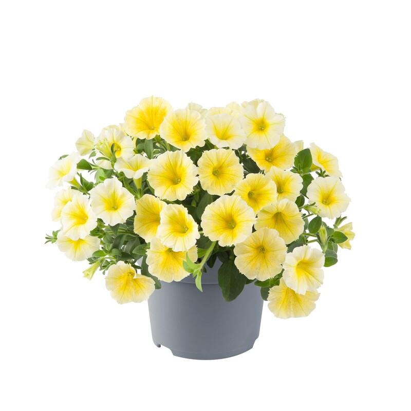 Петунія Go-tunia Bees`Knees Yellow