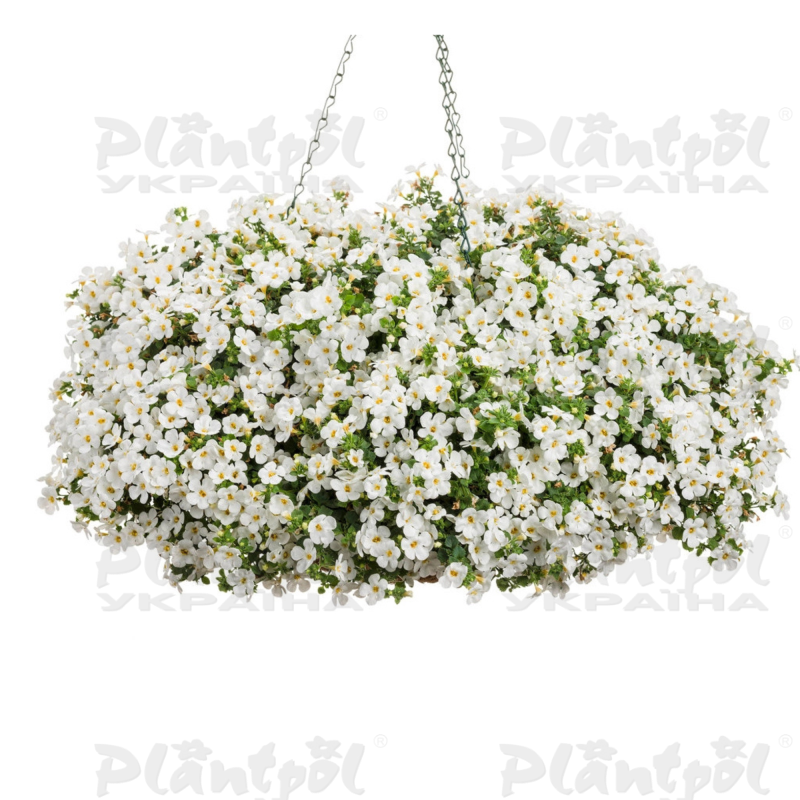 Бакопа Everest White Yeti