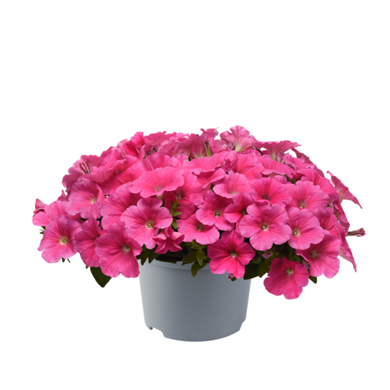 Петунія ампельна E3 Easy Wave™ F1 Pink Vein (288 палета/Florensis)