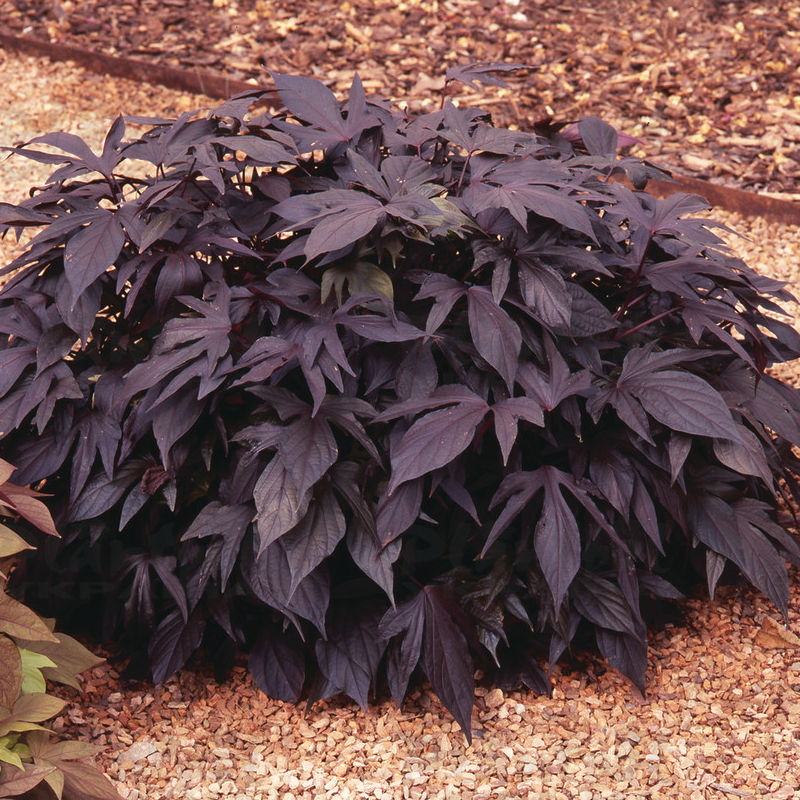 Іпомея Sweet Caroline Purple