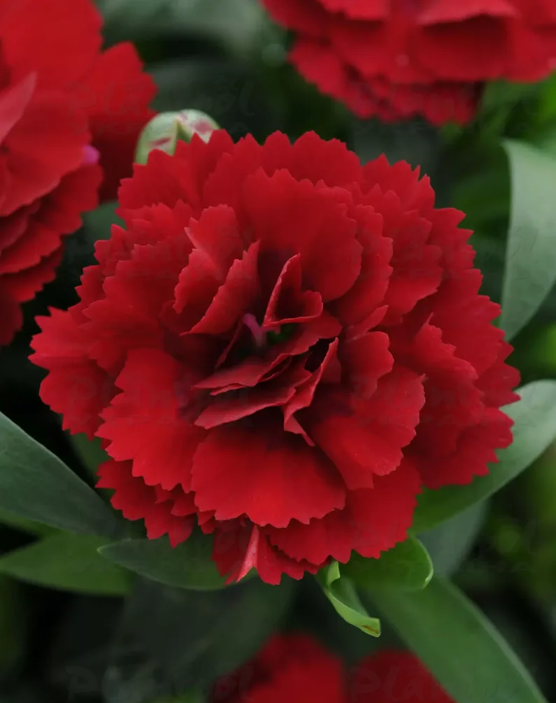 Гвоздика Oscar Dark Red