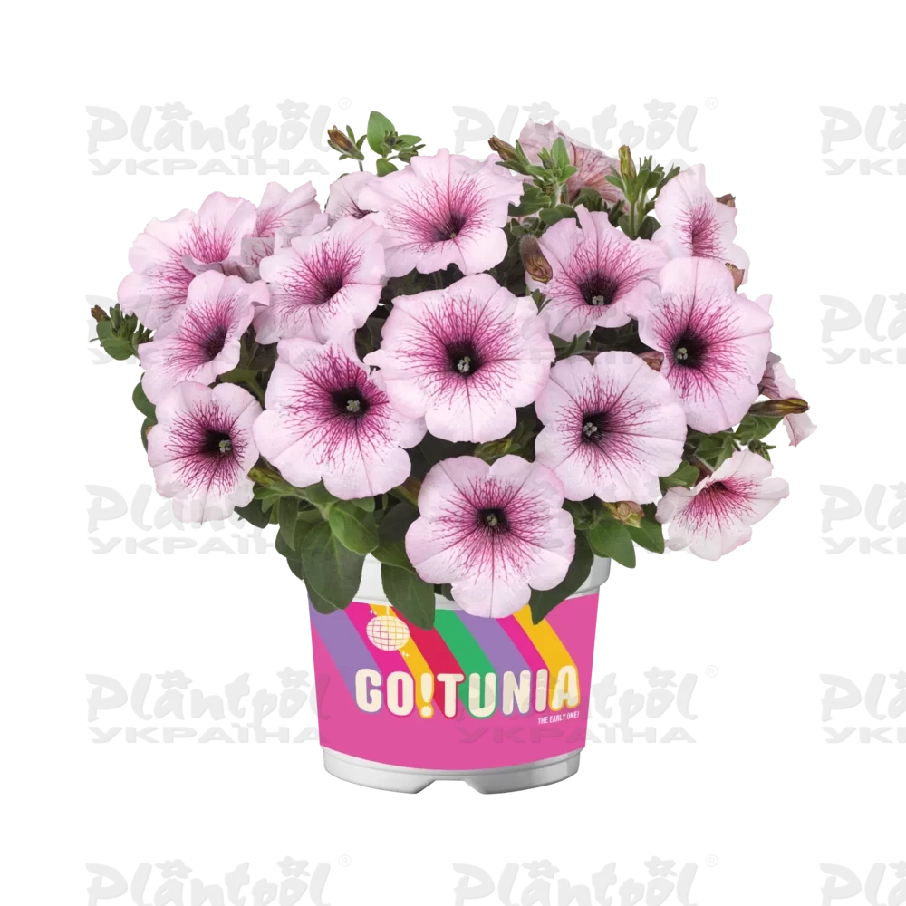 Петунія Go-Tunia Light Pink Vein