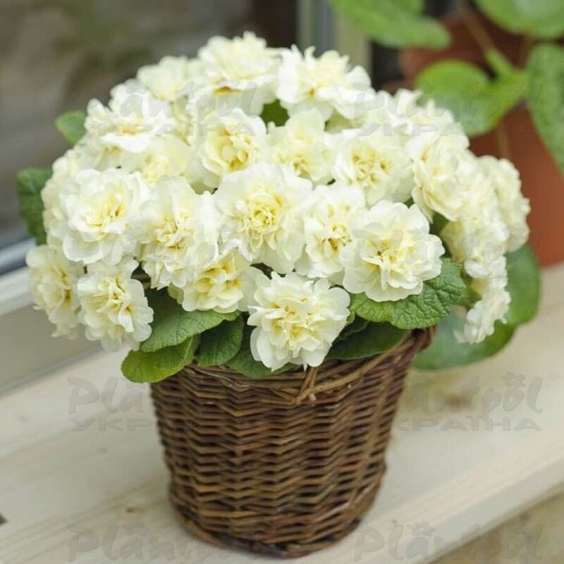 Примула Belarina Cream