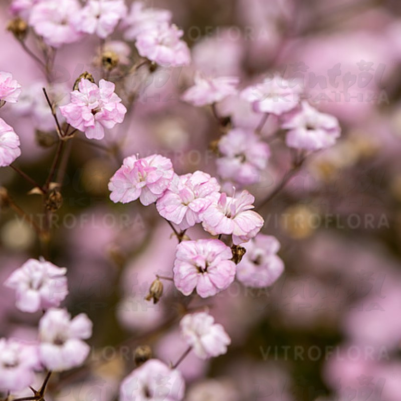 Гіпсофіла Rosenschleier (Vitroflora)