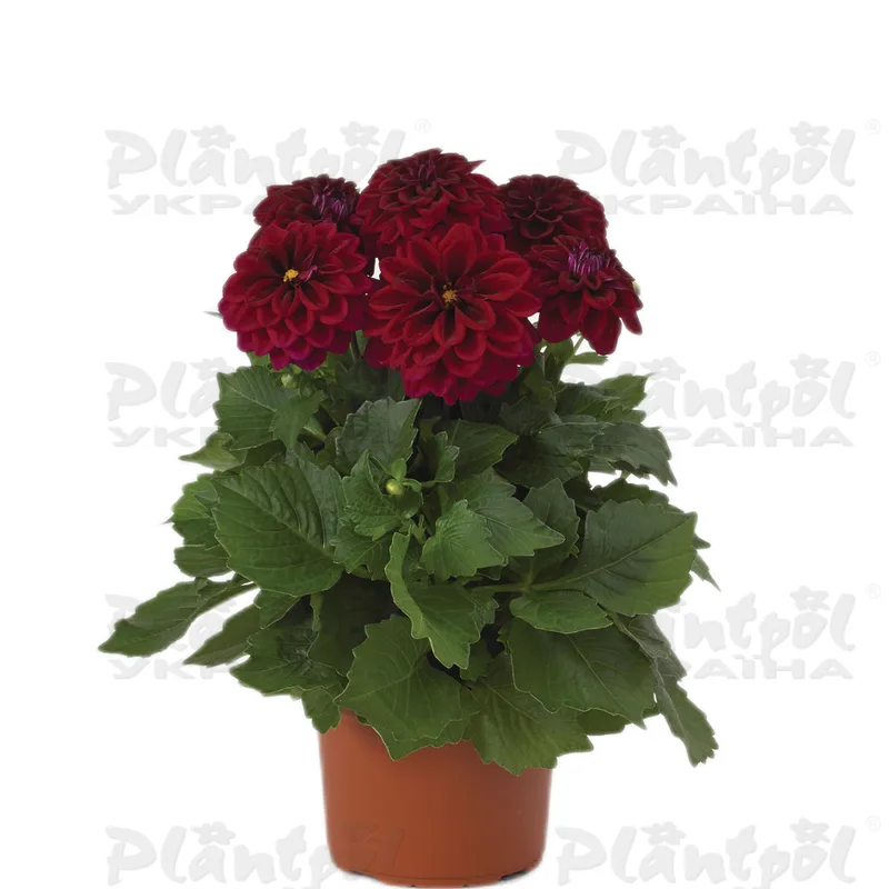 Фото 1