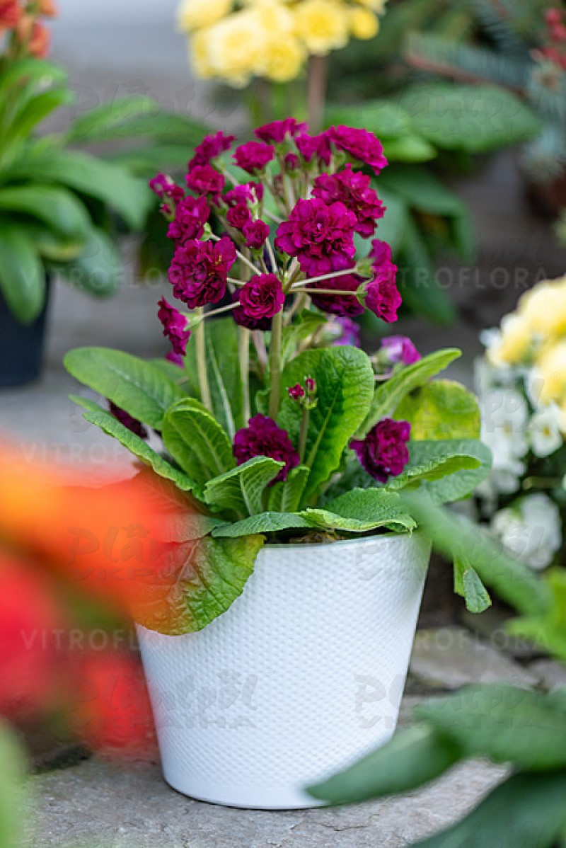 Примула Pretty Polly Burgundy