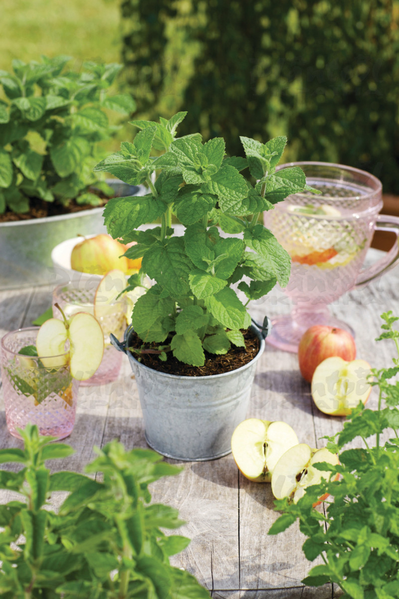 М'ята spicata Apple Mint