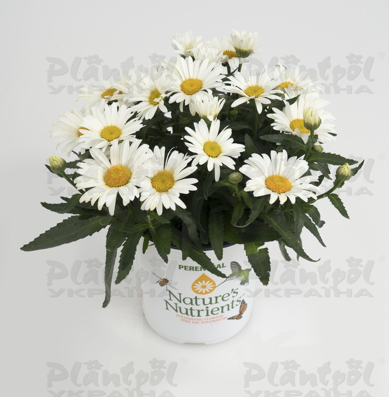 Леукантемум Sweet Daisy Christine (Vitroflora)