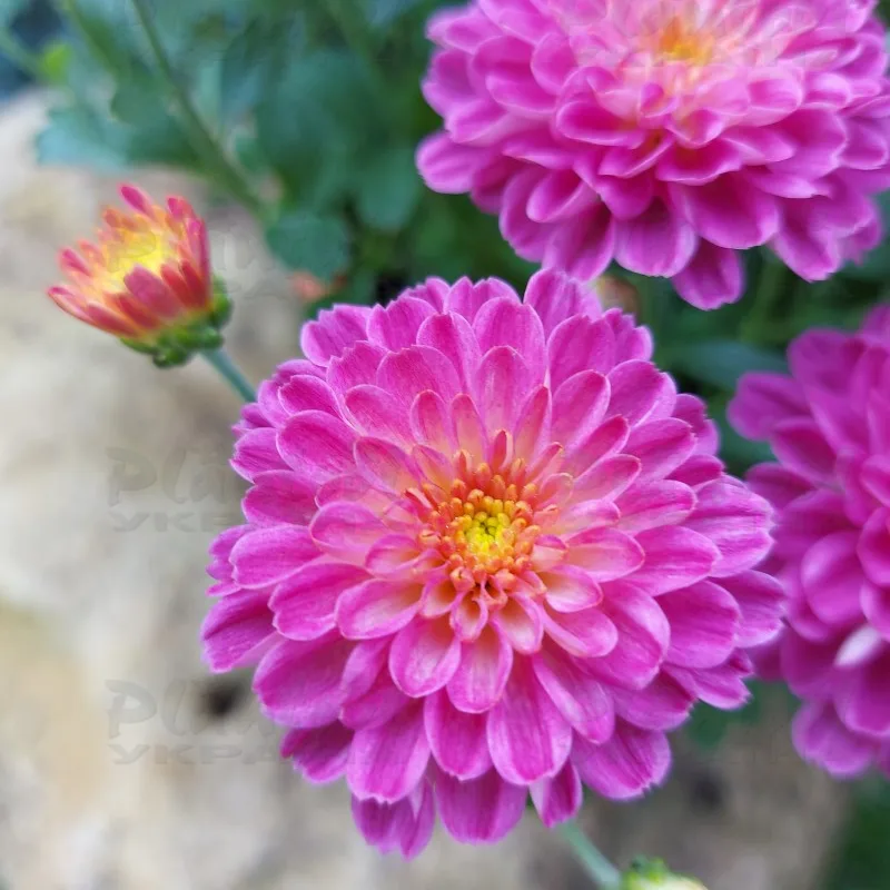 Фото 6
