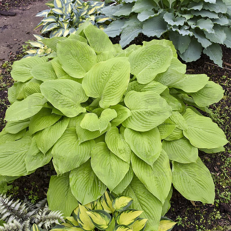 Хоста високоросла Age of Gold (Vitroflora)
