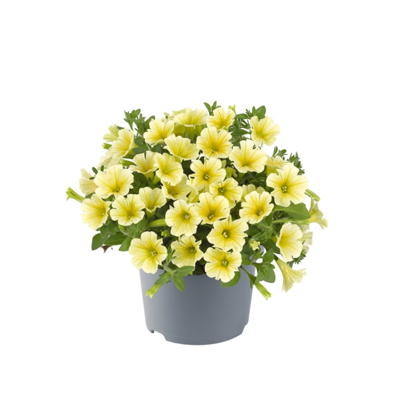 Петунія Vivini Yellow