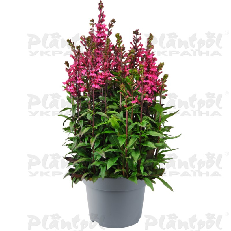 Лобелія Starship™ F1 Rose (288 палета/Florensis)