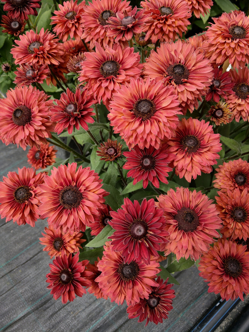Рудбекія Flamenco® Dark Orange