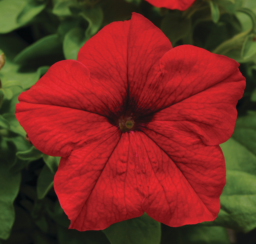 Петунія grandiflora Pacta Parade Red