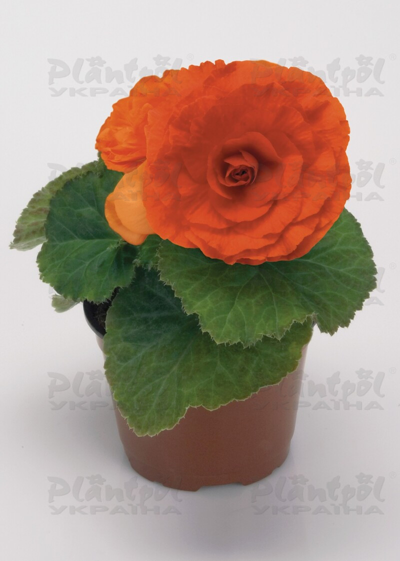Бегонія Tuberhybrida Nonstop F1 Orange