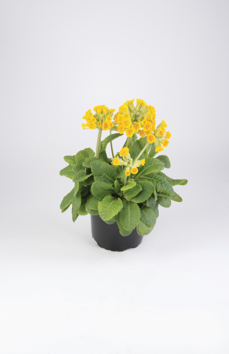 Примула veris Pure Yellow (Florensis)