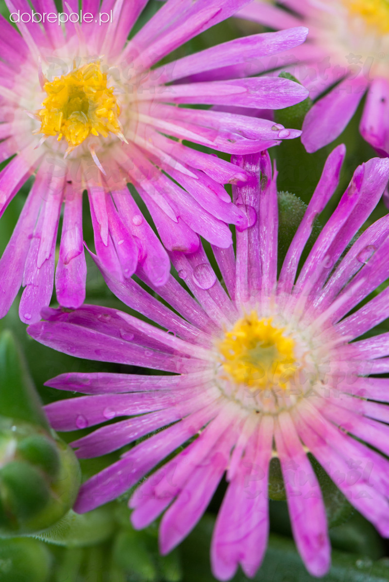 Делосперма Jewel of Desert Candystone (Vitroflora)