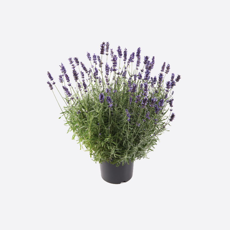 Лаванда angustifolia Hidcote Compact Blue (Florensis)