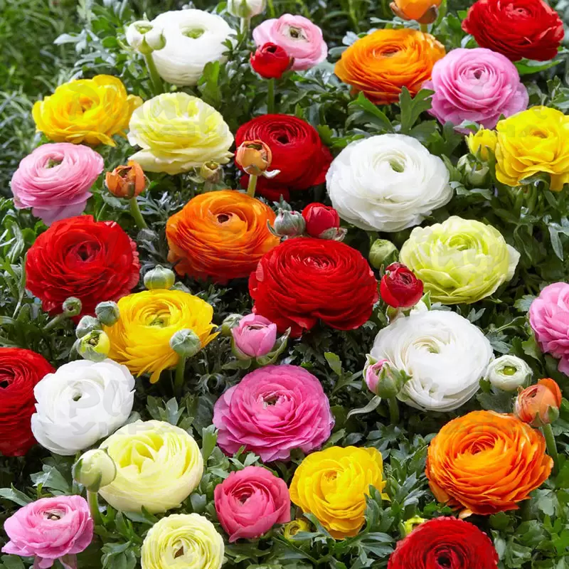 Жовтець Ranunculus Vortex F1 Forza Mix