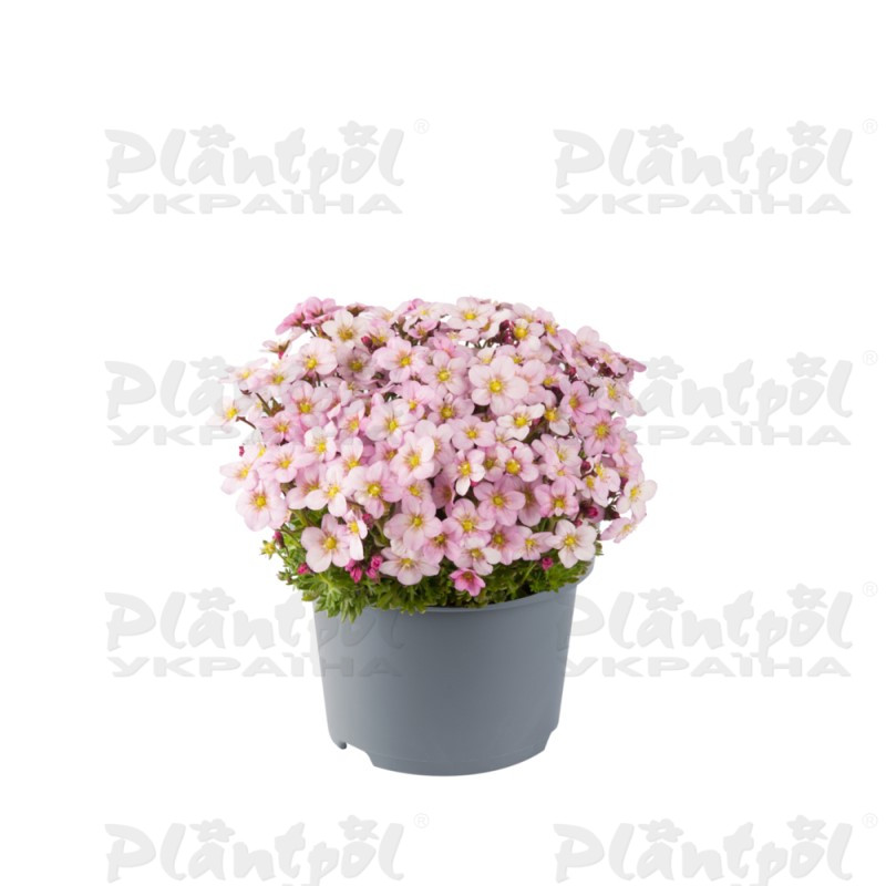 Саксіфрага Ice Colors Appleblossom