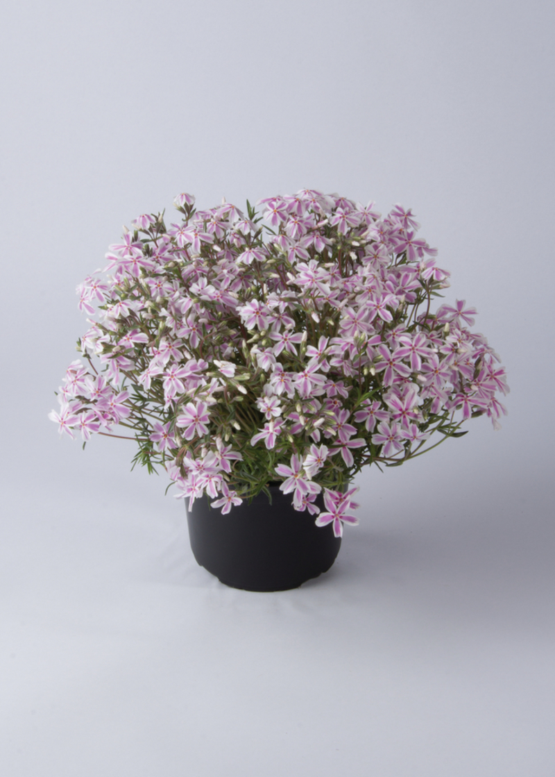 Флокс subulata Kimono Pink-White (180 палета/Florensis)