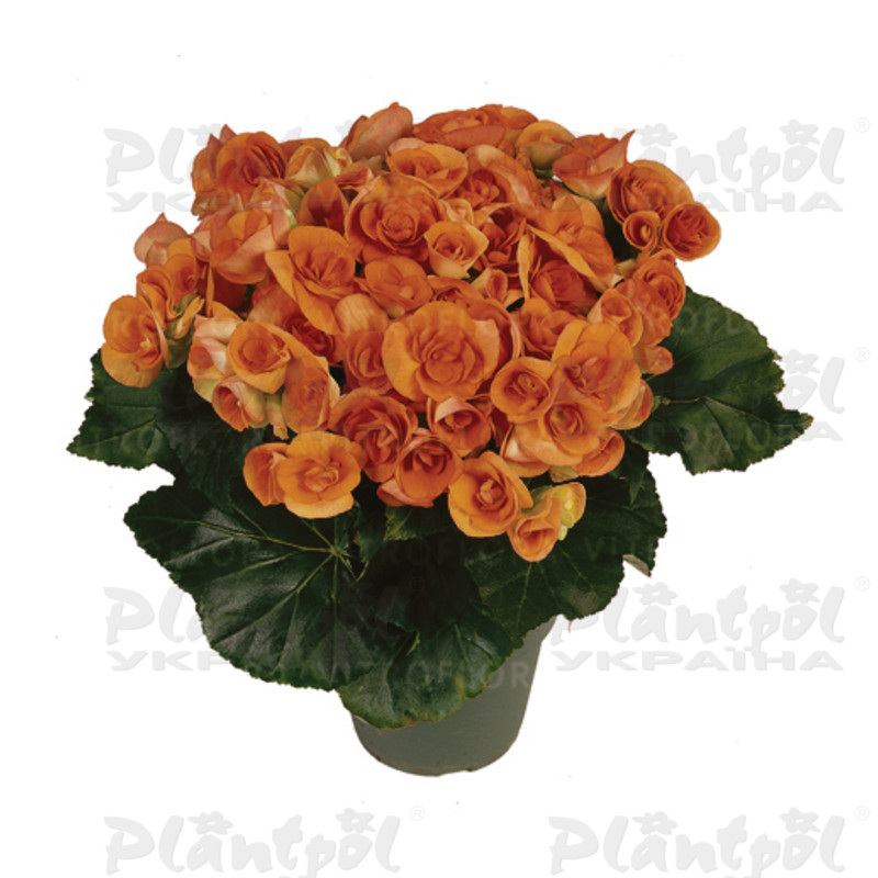 Бегонія Elatior Batik