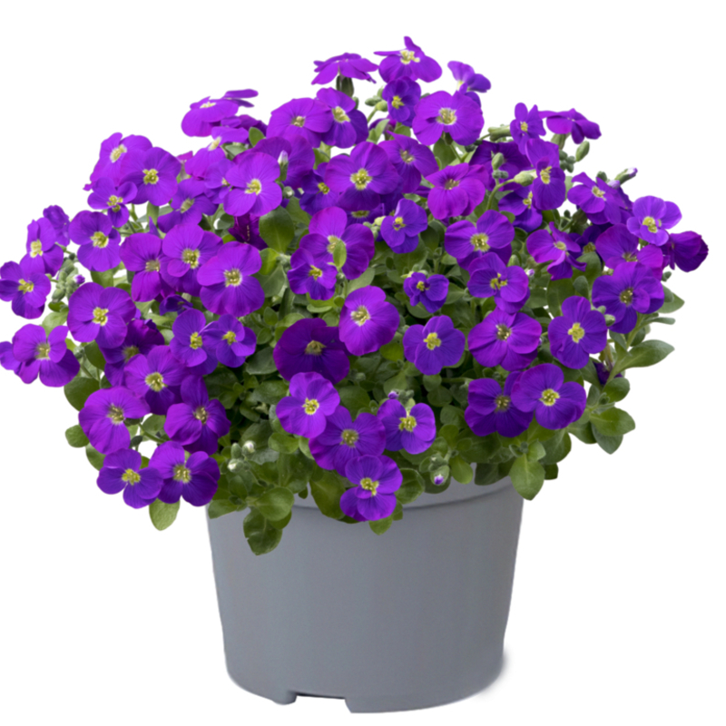 Обрієта Kitte Blue