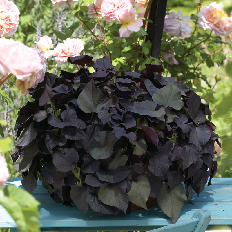 Іпомея batatas Iposun Black Tone (84 палета/Florensis)