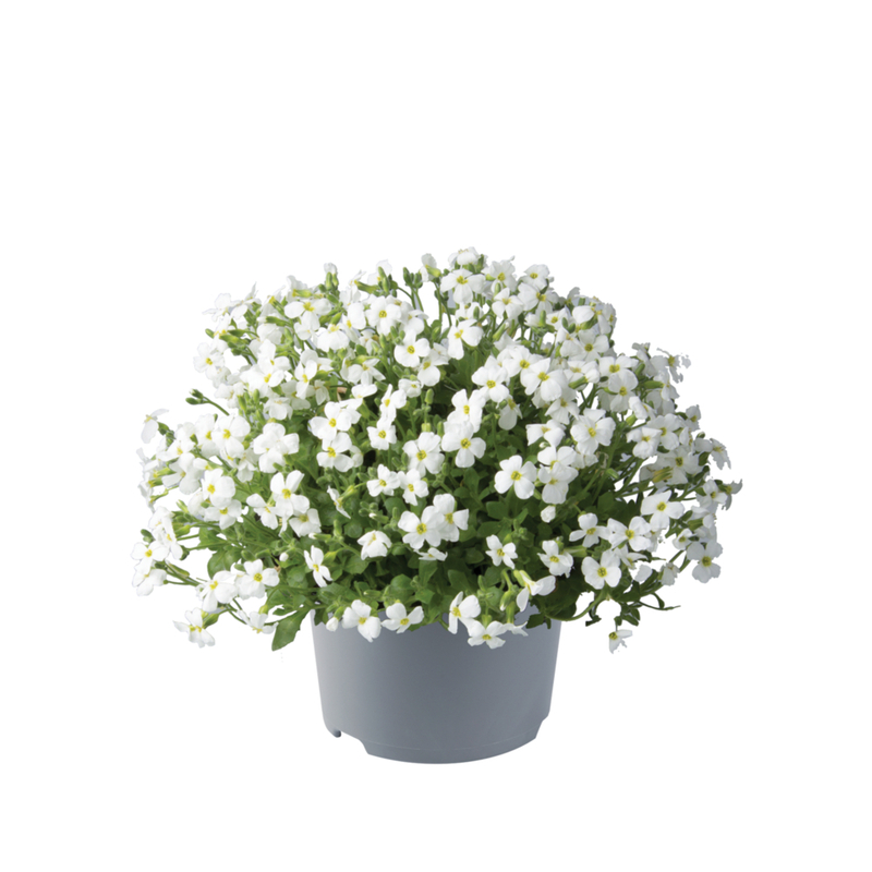 Обрієта Regado White