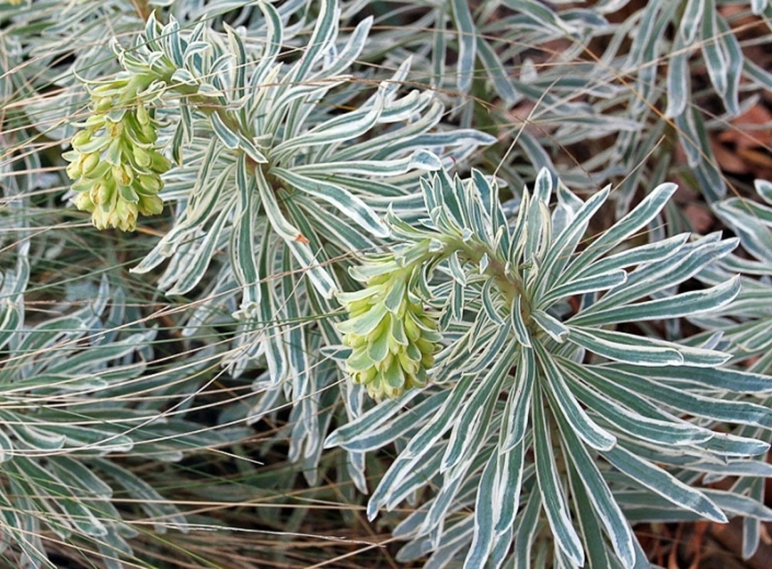 Еуфорбія Glacier Blue