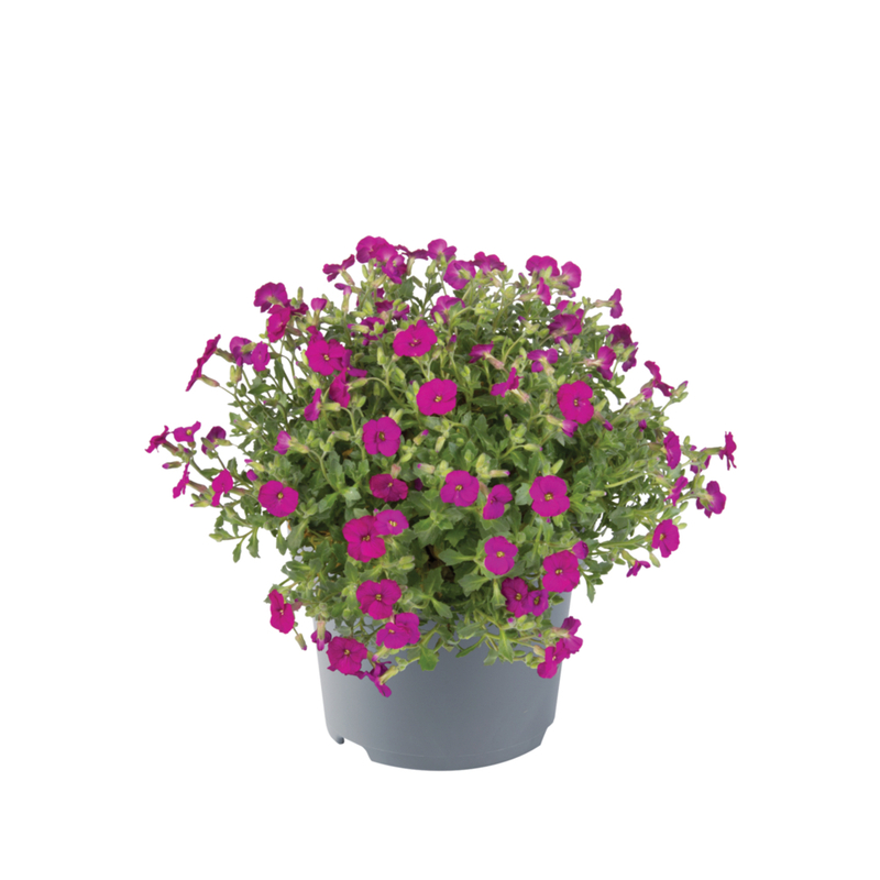 Обрієта Regado Red