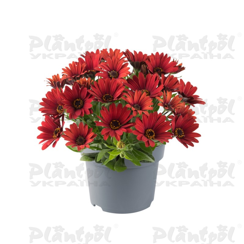 Остеоспермум Dalina Compact Red