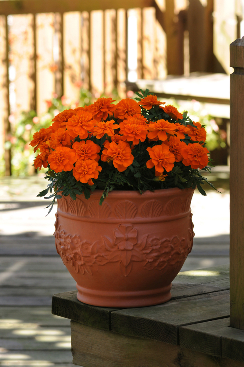 Тагетес дрібноквітковий patula nana Bonanza Deep Orange