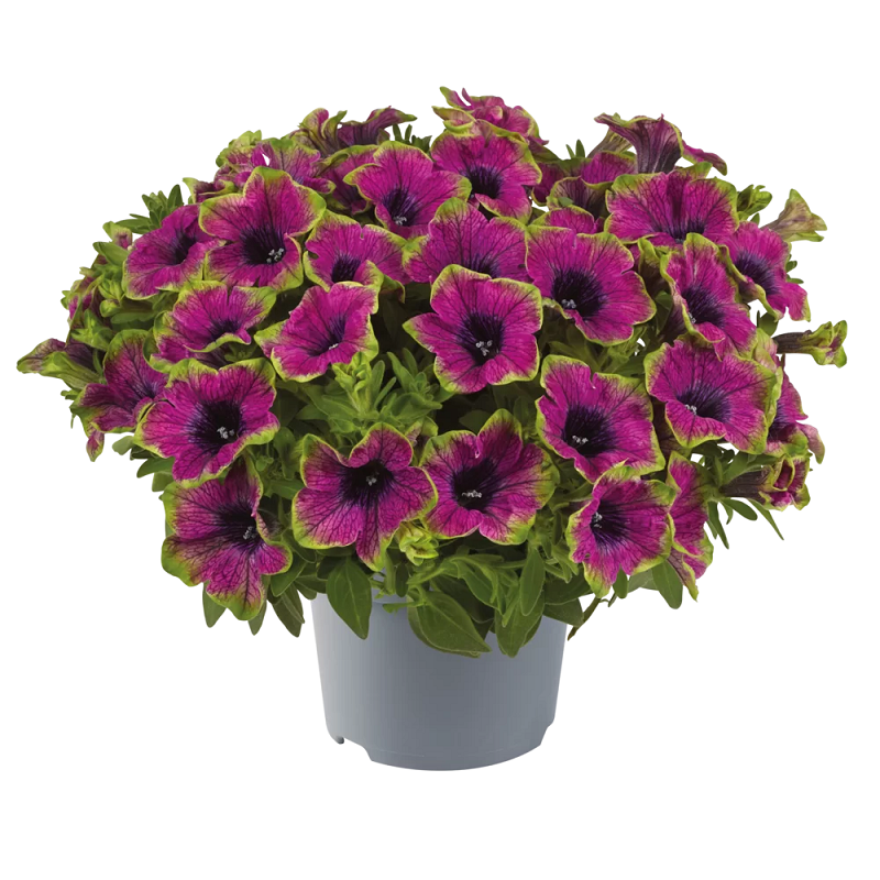Петунія Specials Picotee Green Purple