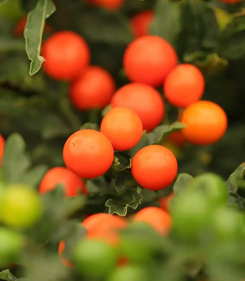 Соланум pseudocapsicum Jupiter (84 палета/Florensis)