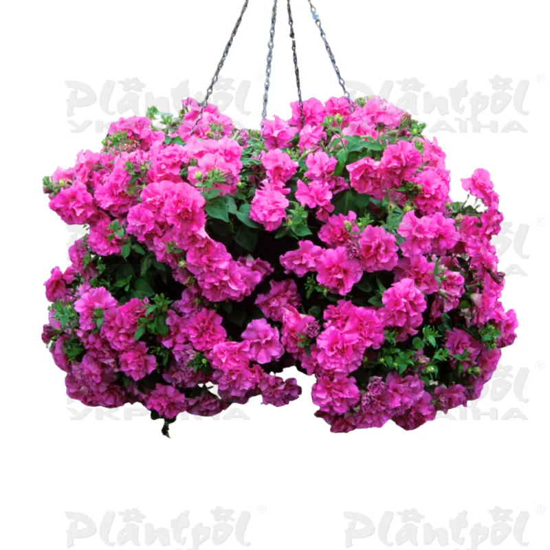 Петунія Tumbelina Candyfloss