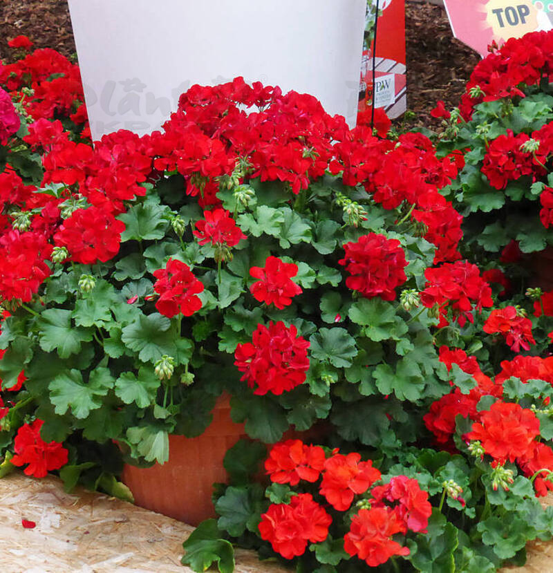 Пеларгонія напівампельна Champion Red Improved
