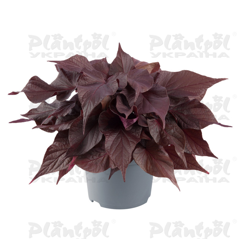 Іпомея Solar Power Red Heart (84 палета/Florensis)