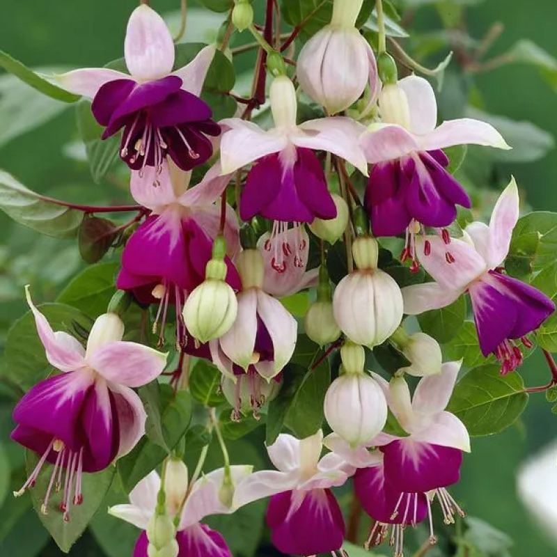 Фуксія Pink Ballet Girl
