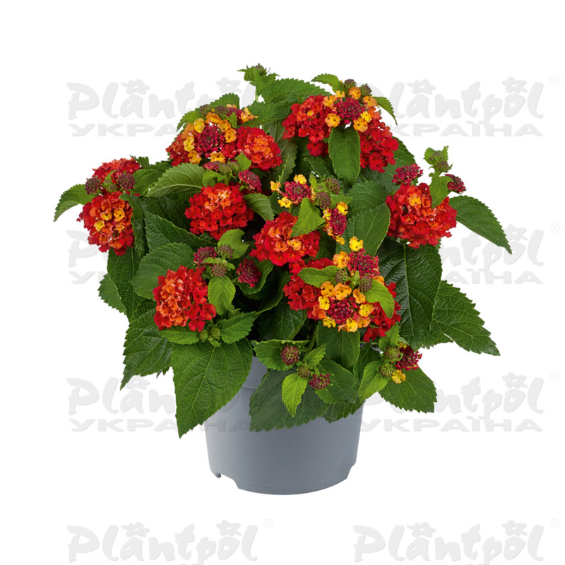 Лантана Bloomify Red (128 палета/Florensis)
