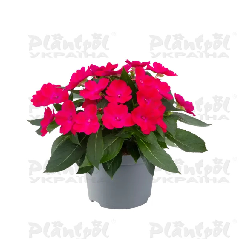 Імпатієнс Sunpatiens Compact Rose Glow